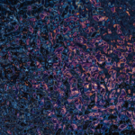 screen shot 2026 01 08 at 4.07.32 pm